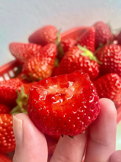 Sweet Dreamland Cream Strawberry For Planting