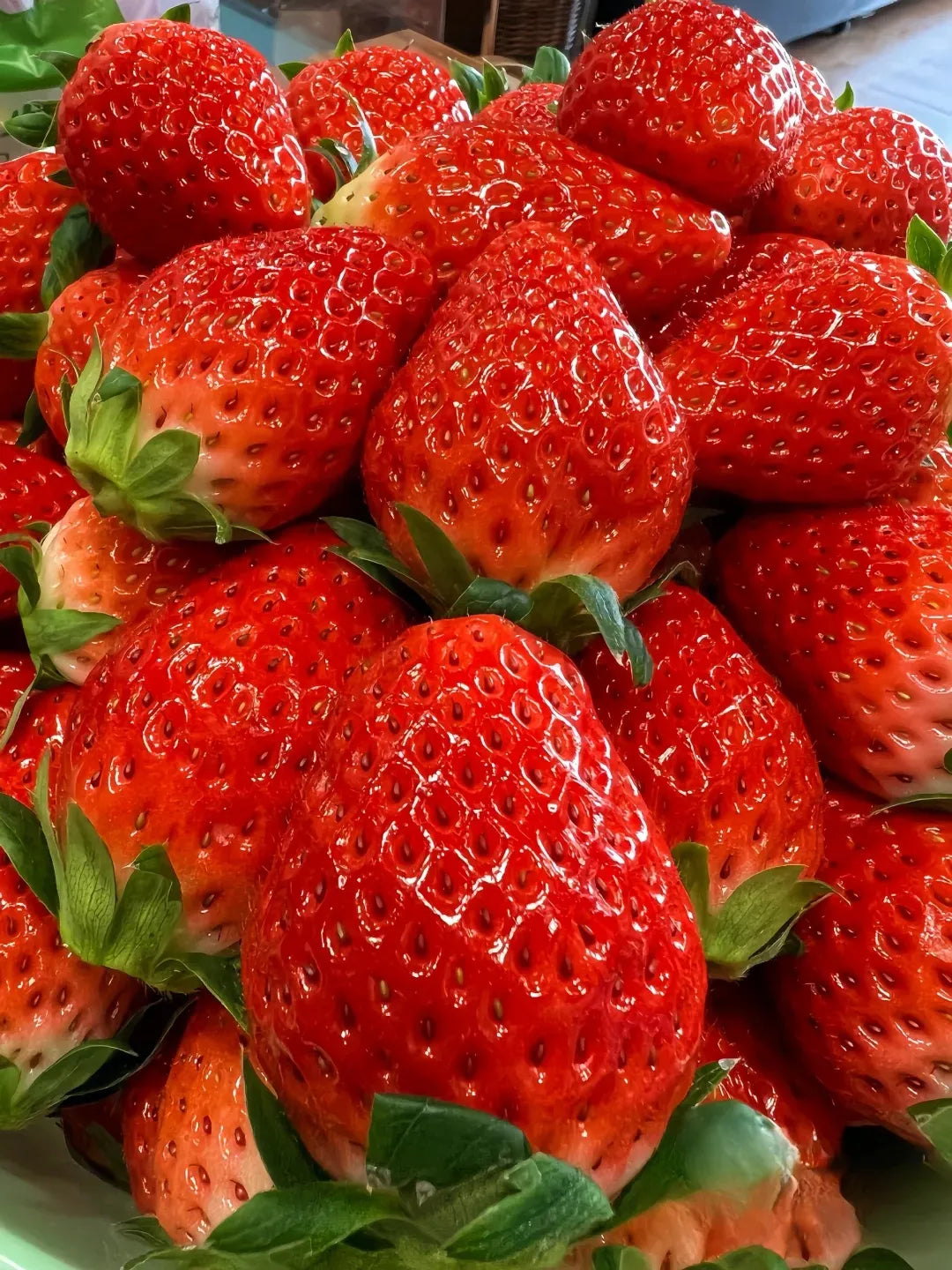 Sweet Dreamland Cream Strawberry For Planting
