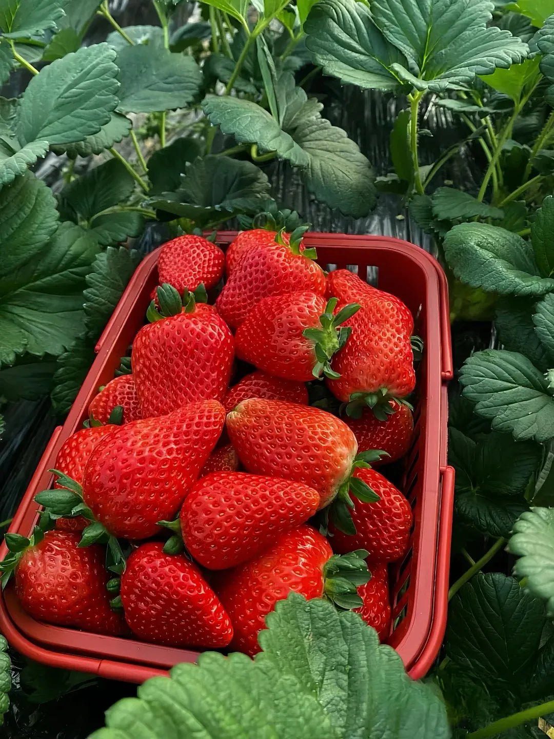Sweet Dreamland Cream Strawberry For Planting