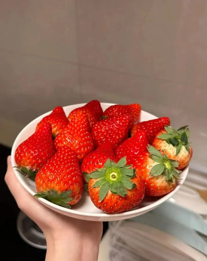 Sweet Dreamland Cream Strawberry For Planting