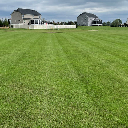 🌱Evergreen Dwarf Grass for All-Season Lawn & Garden Cover