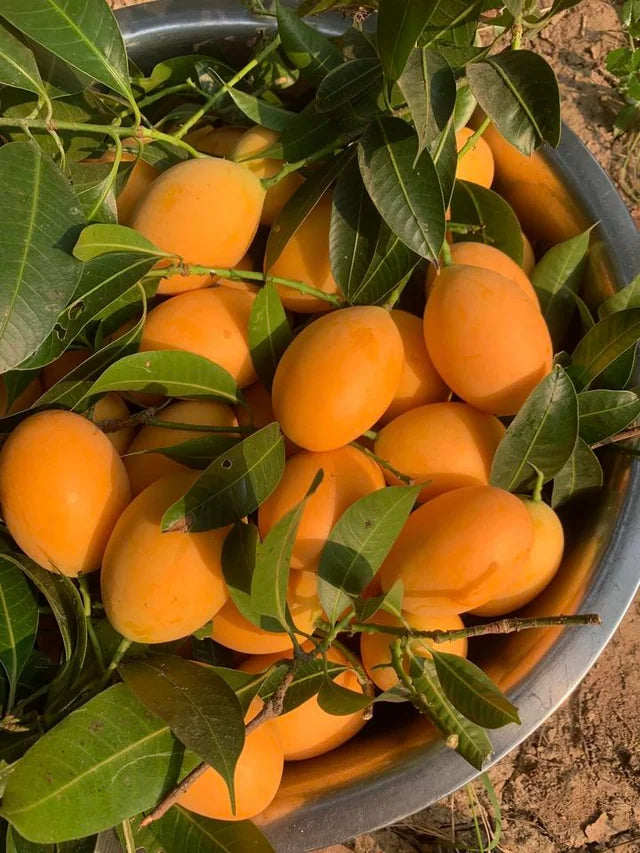 Freshly harvested mangoes in a large bowl