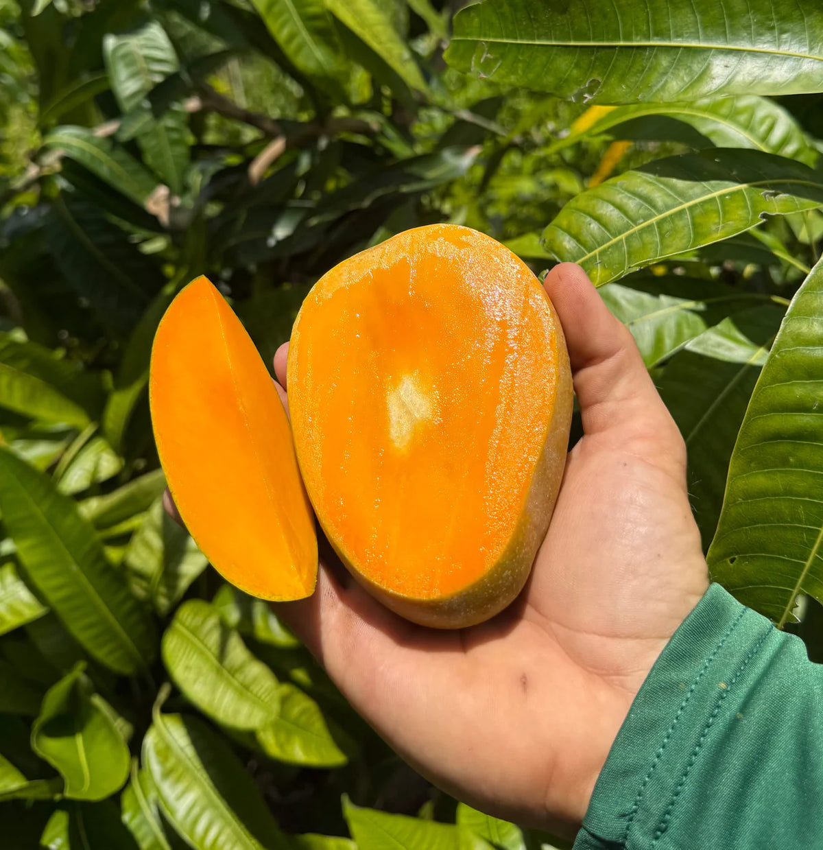 Freshly cut ripe mango held outdoors