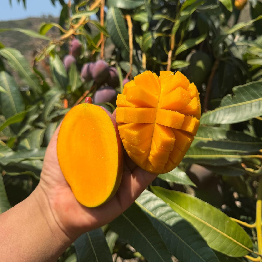 Fresh ripe mango cut open near a mango tree